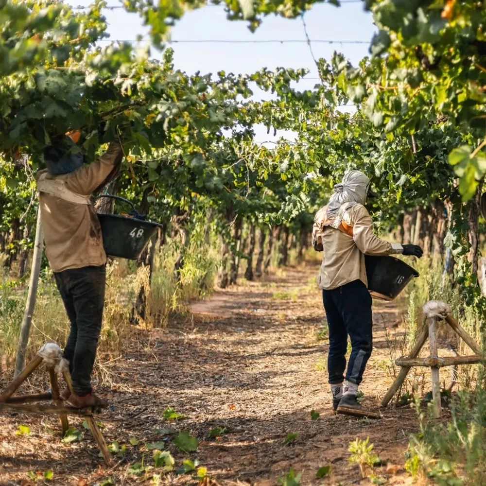 viñedos valle de la puerta